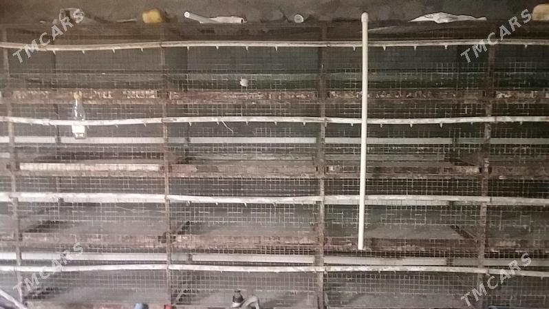 bedene setka - Gökdepe - img 4