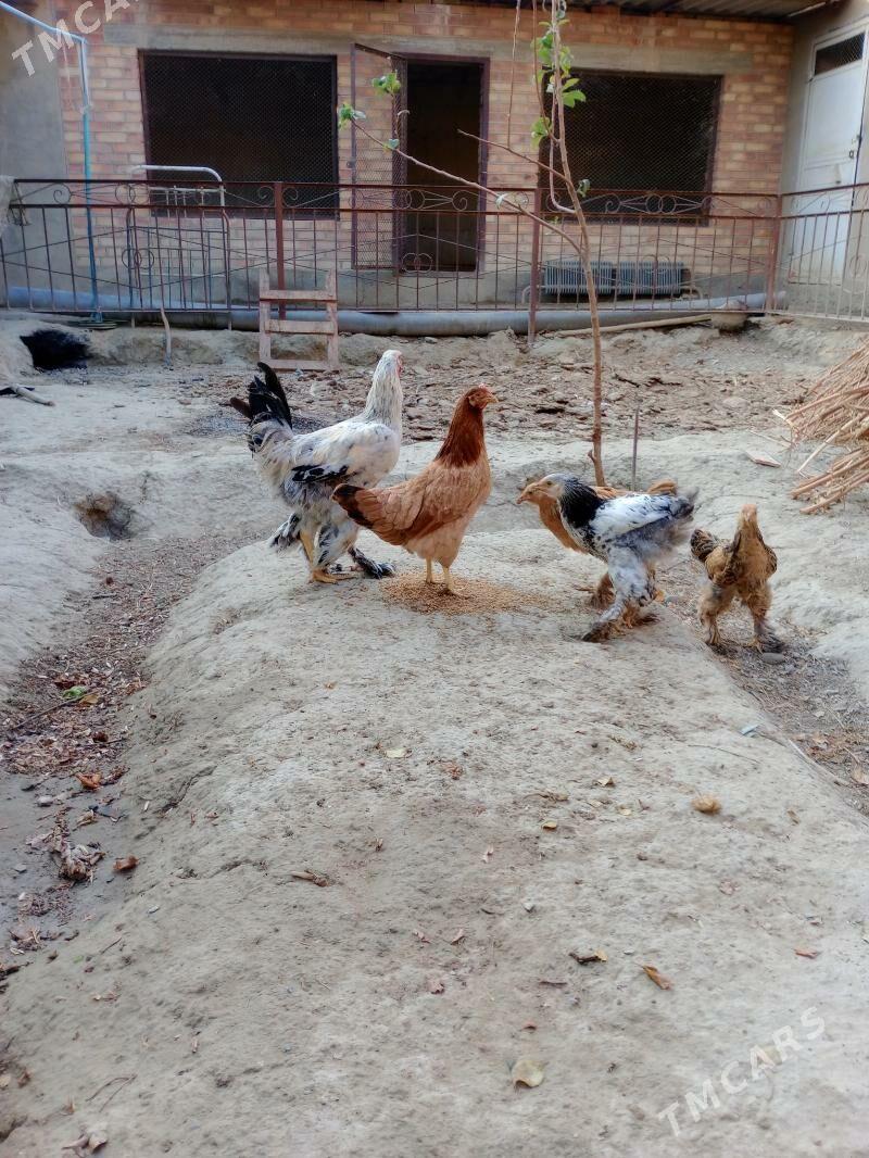 Towuk - Бахарден - img 2