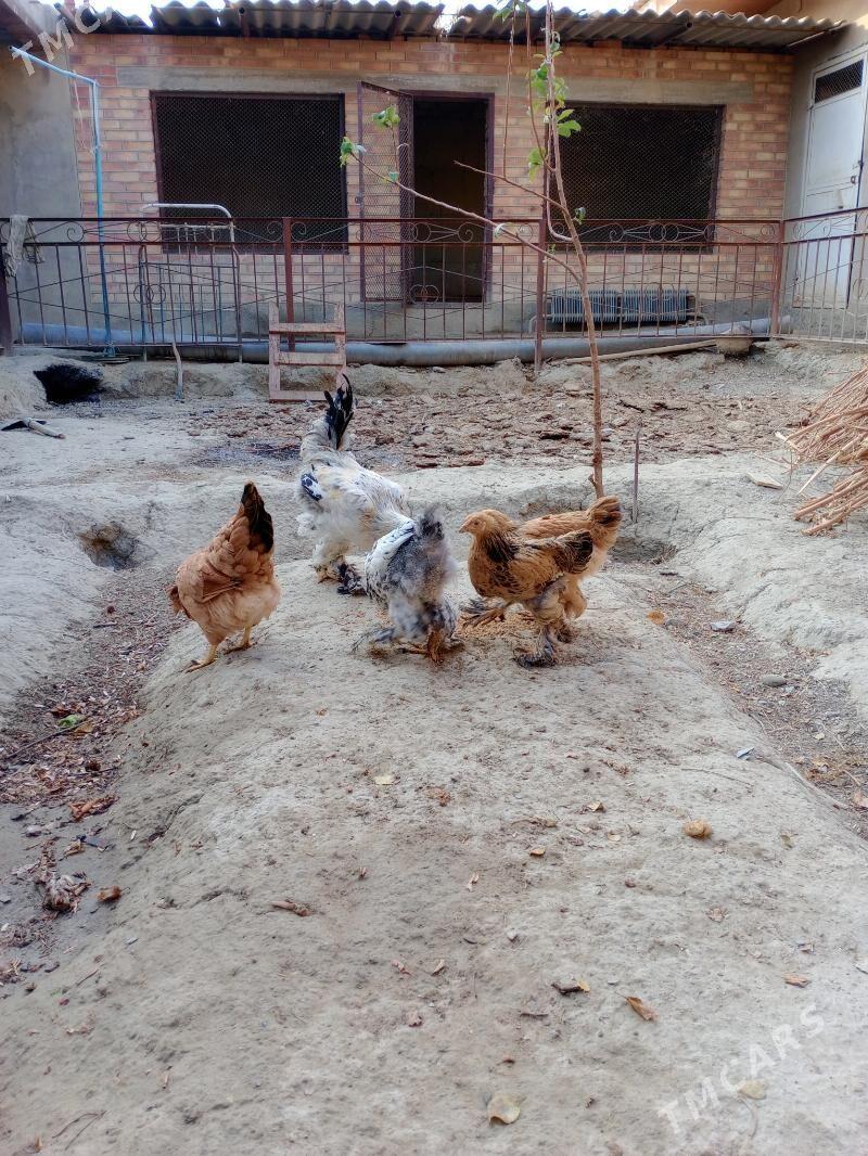 Towuk - Бахарден - img 6