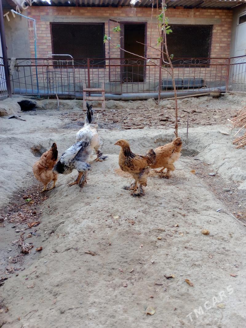 Towuk - Бахарден - img 4