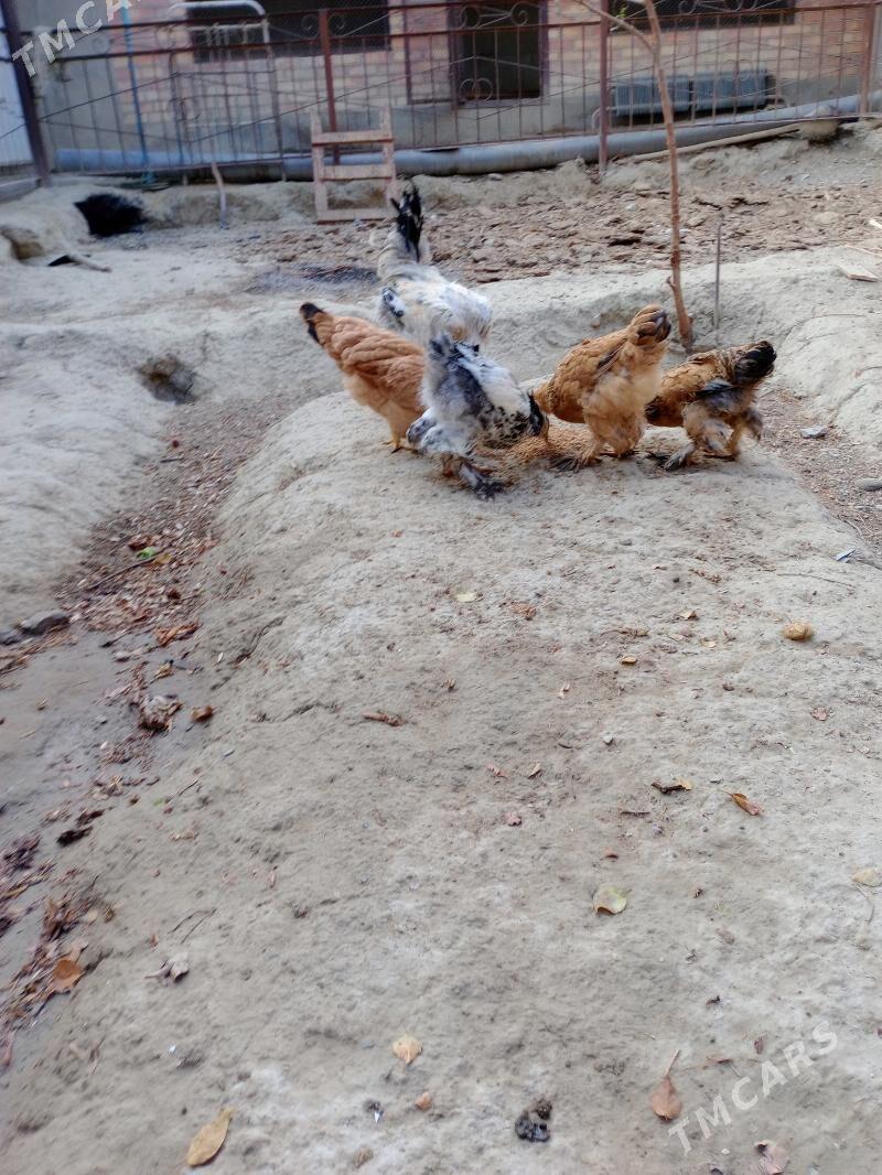 Towuk - Бахарден - img 9