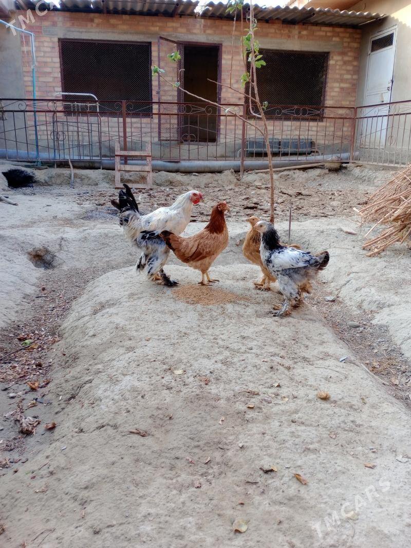 Towuk - Бахарден - img 1