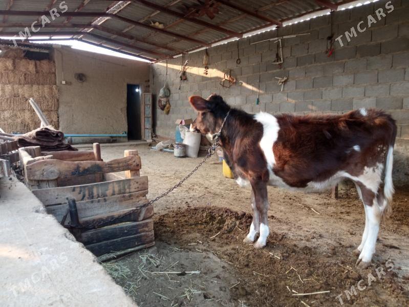 tüwe - Bäherden - img 1