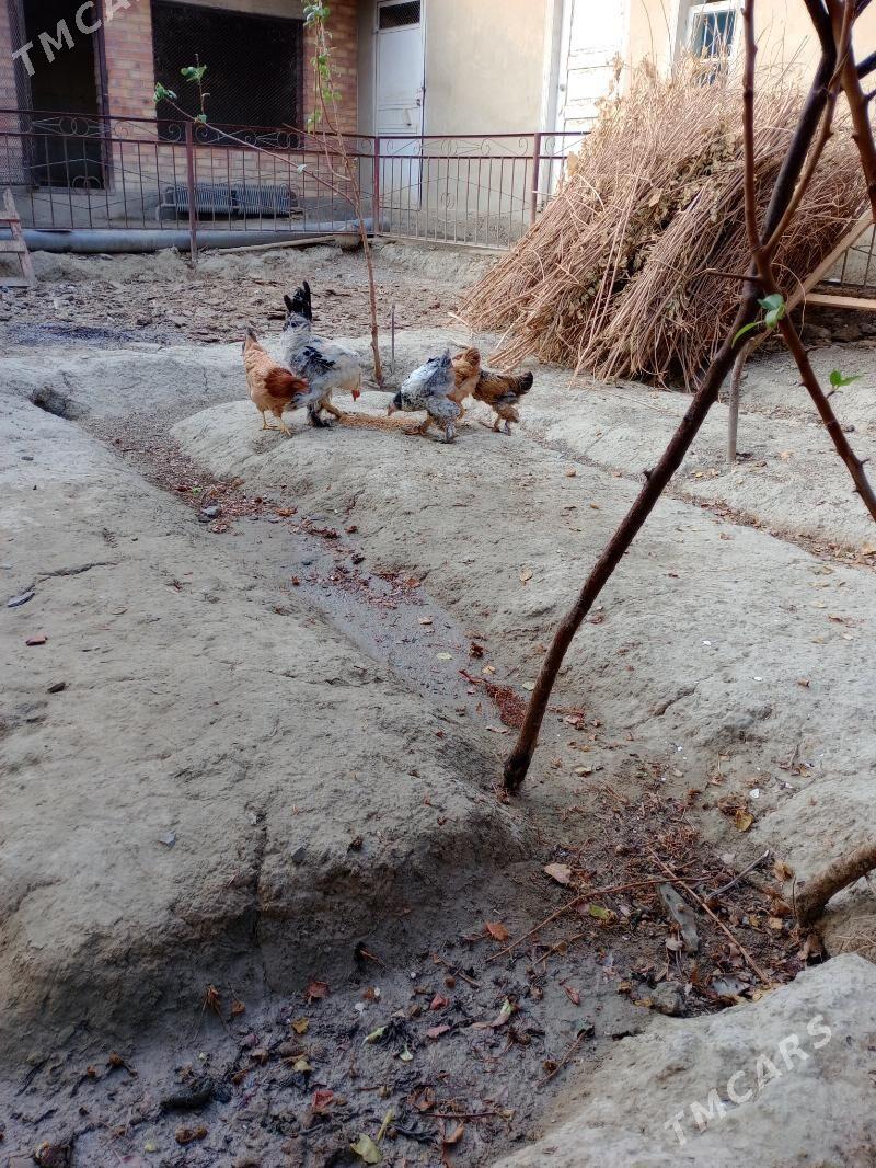 Towuk - Бахарден - img 8