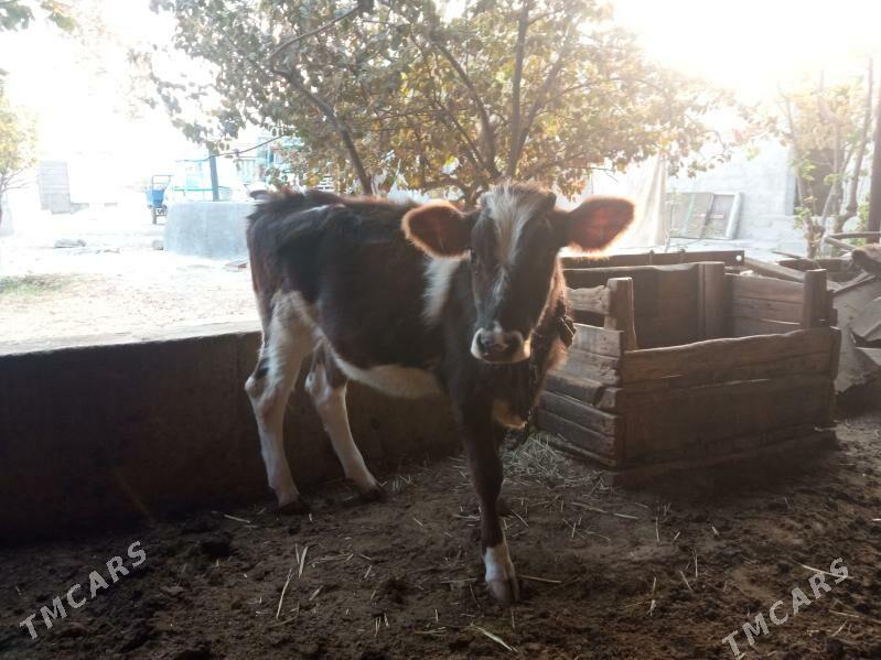 tüwe - Bäherden - img 3