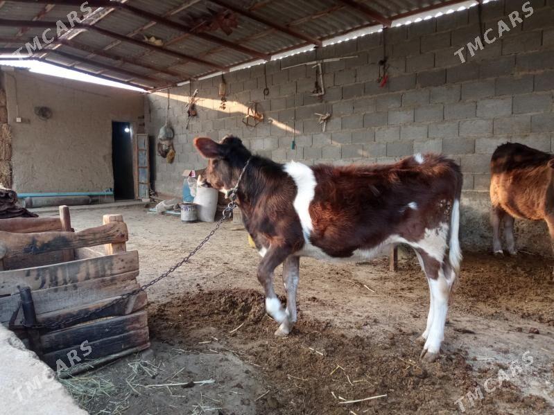 tüwe - Bäherden - img 2