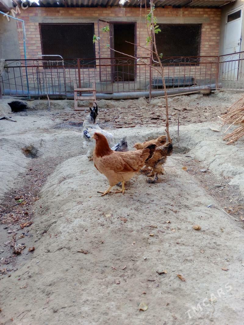 Towuk - Бахарден - img 5