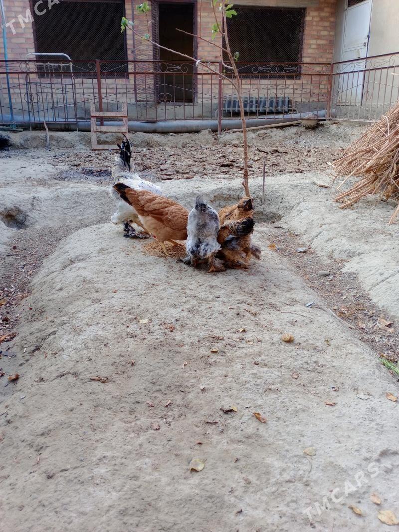 Towuk - Бахарден - img 7