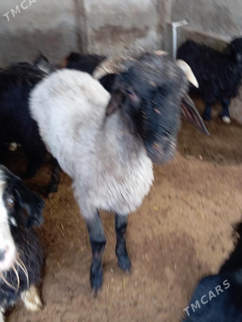 Çewisler - Ýaşlyk - img 6