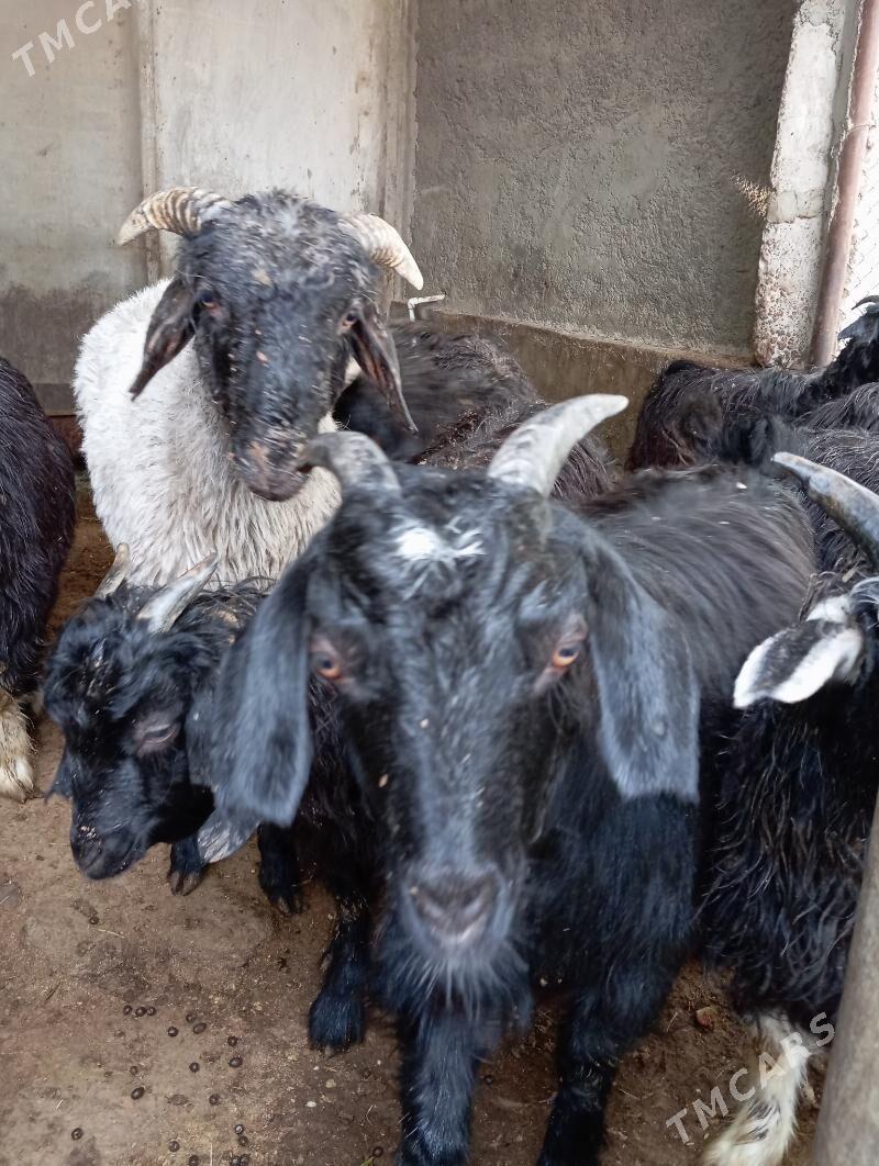 Çewisler - Ýaşlyk - img 5