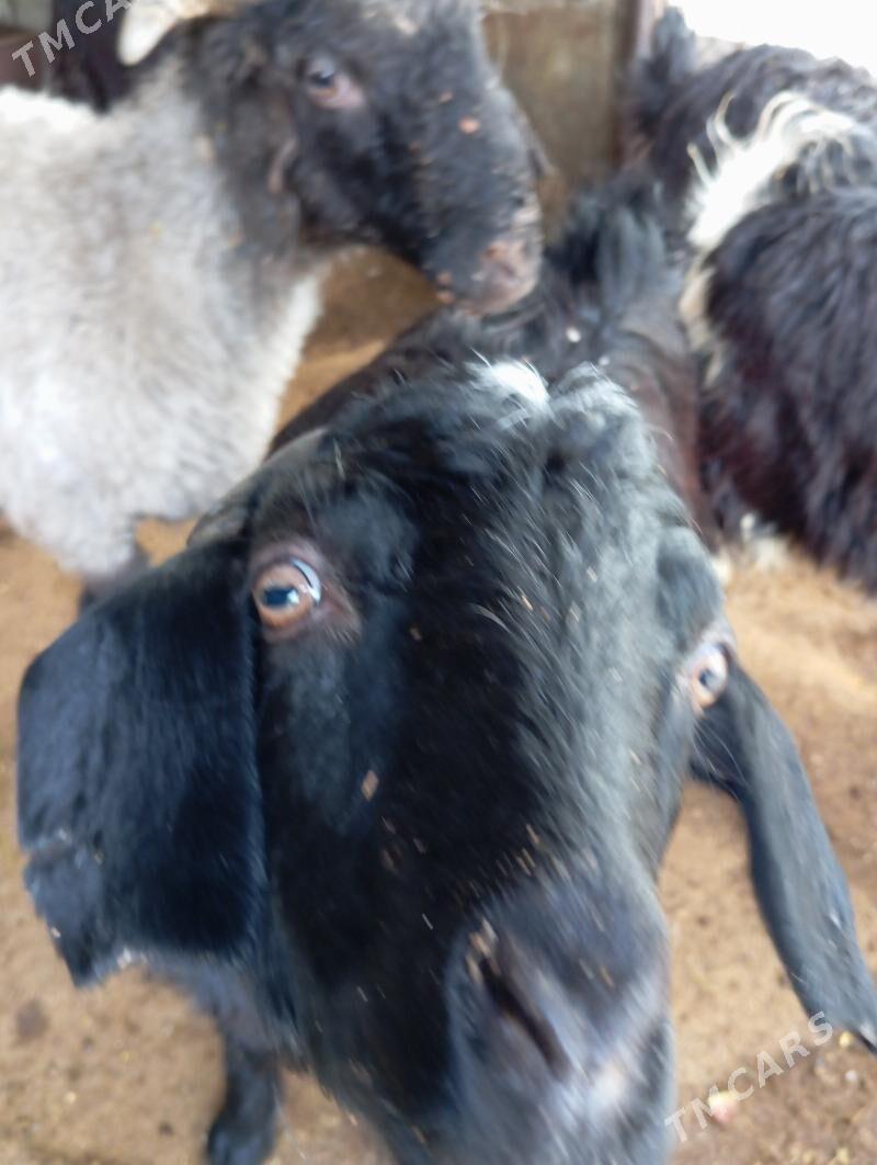 Çewisler - Ýaşlyk - img 2