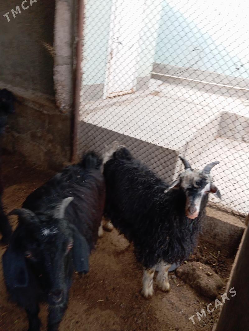 Çewisler - Ýaşlyk - img 3