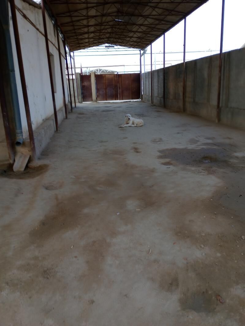 turkmen iti - Бахарден - img 4