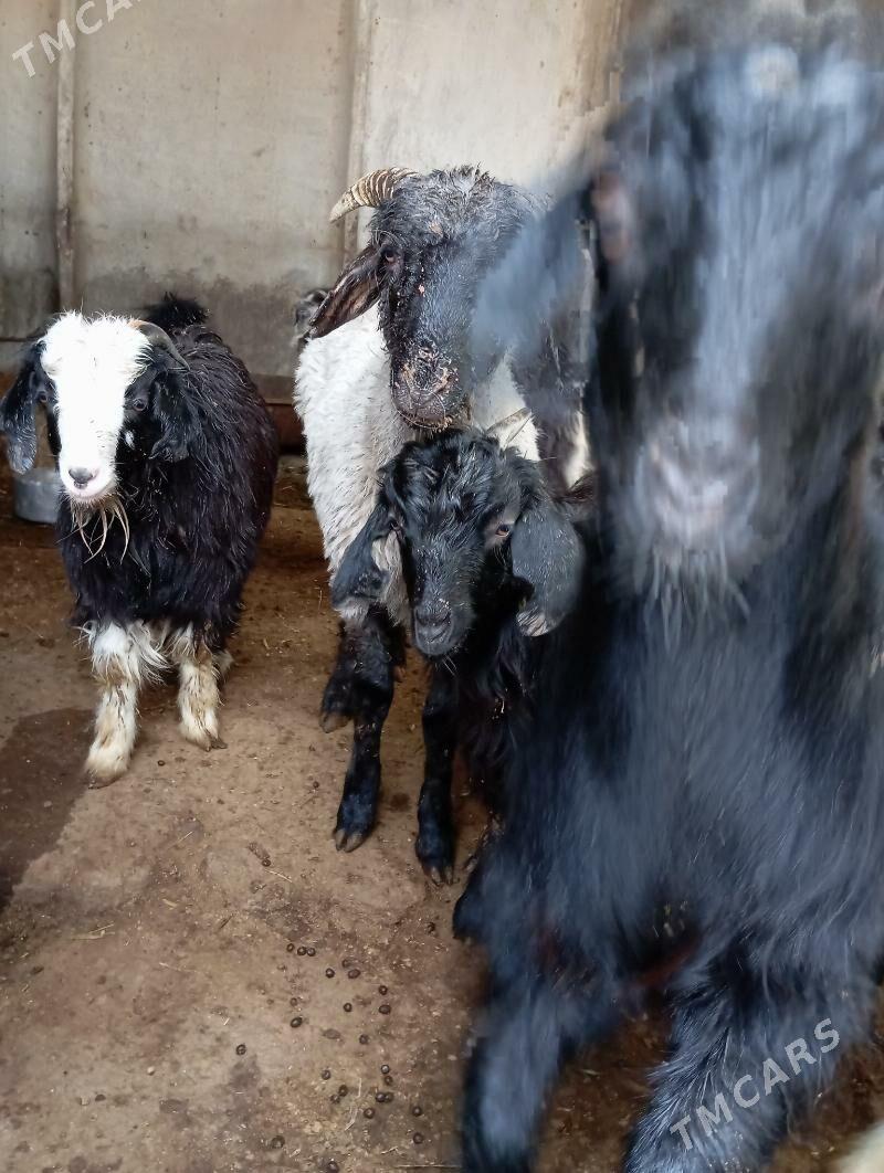 Çewisler - Ýaşlyk - img 4