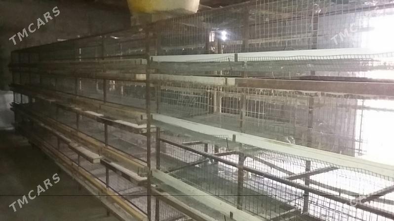 bedene setka - Gökdepe - img 5