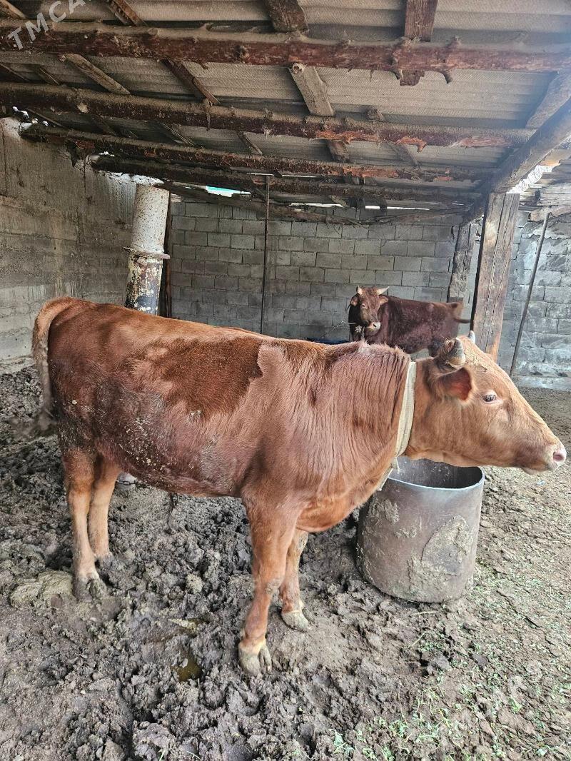 öküzler - Гёкдже - img 2