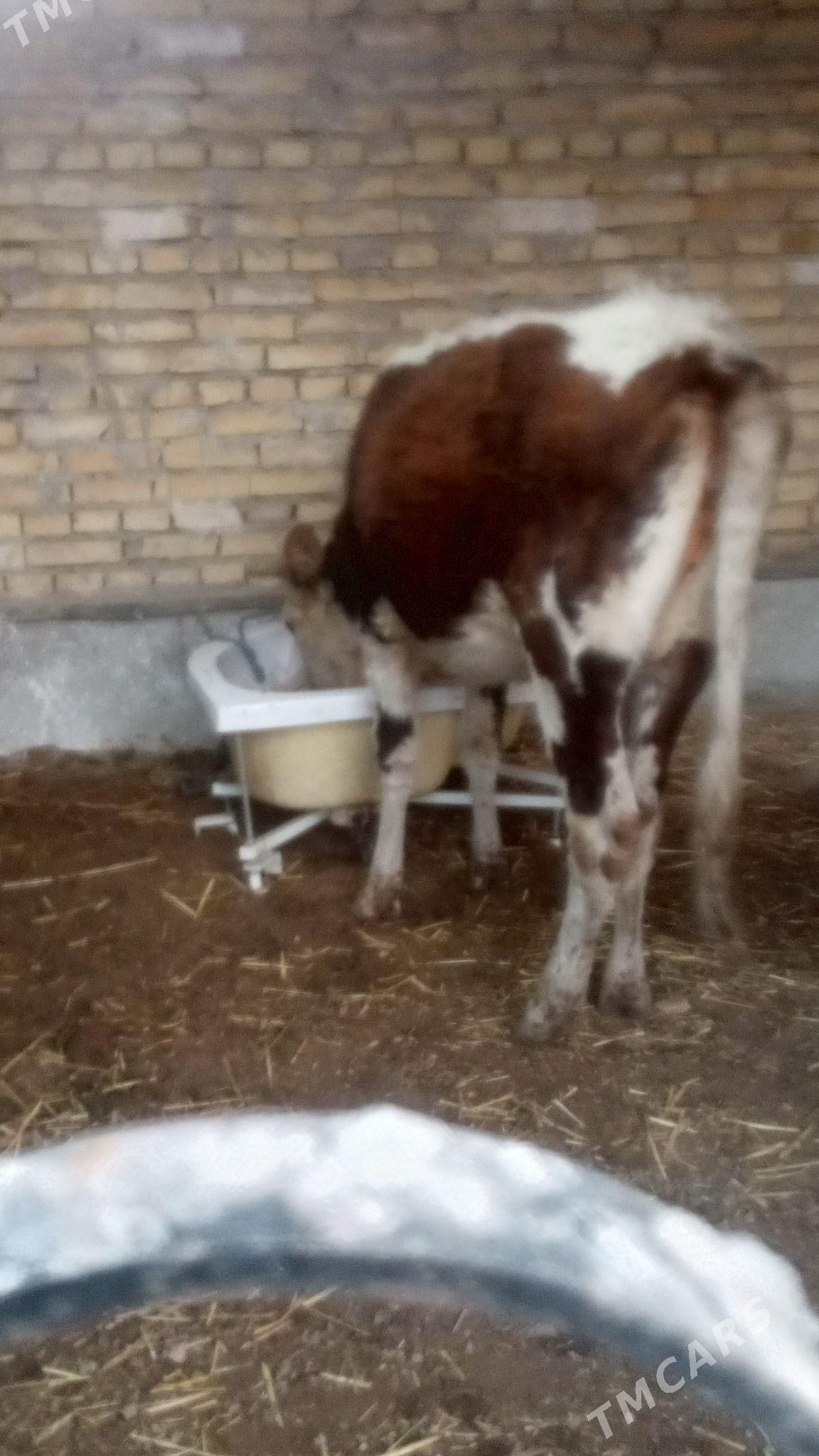 unajyn semiz - Туркменабат - img 3