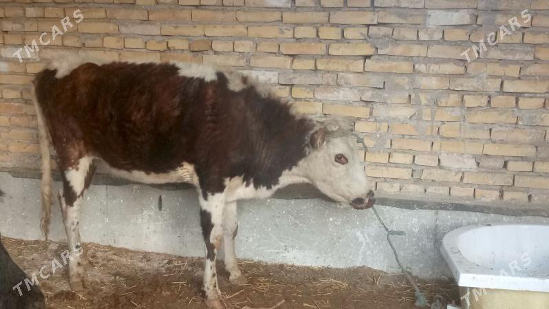 unajyn semiz - Туркменабат - img 2