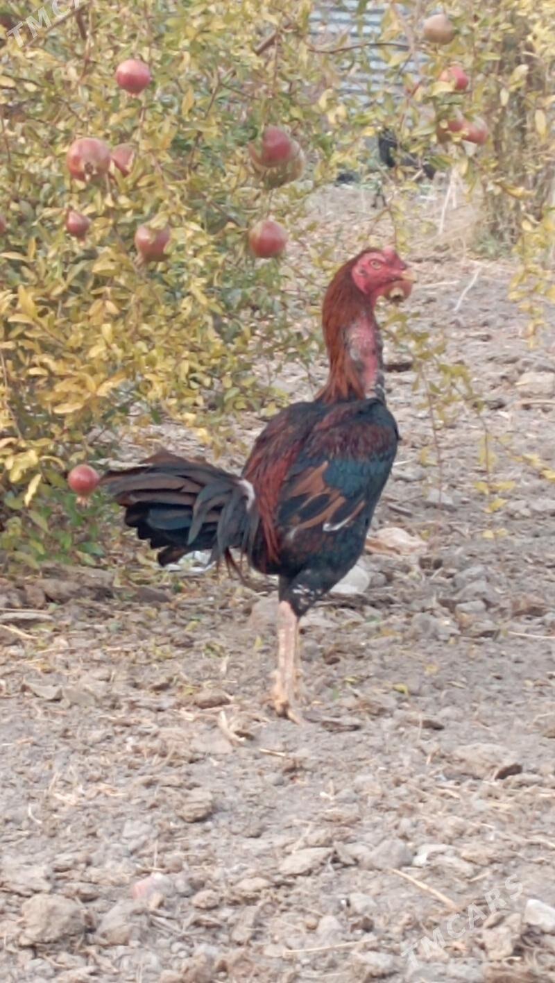 BAÝES HORAZ - Farap - img 1