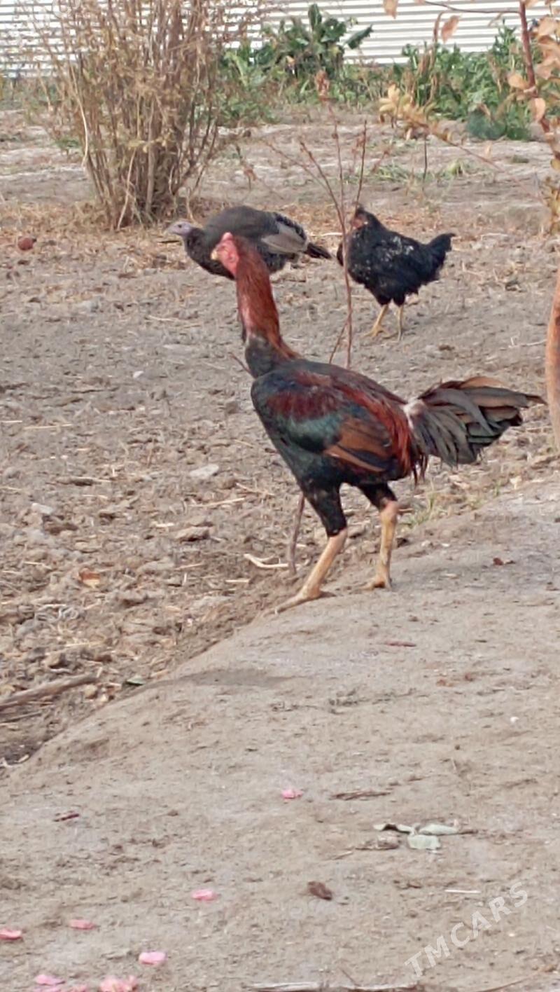 BAÝES HORAZ - Farap - img 4