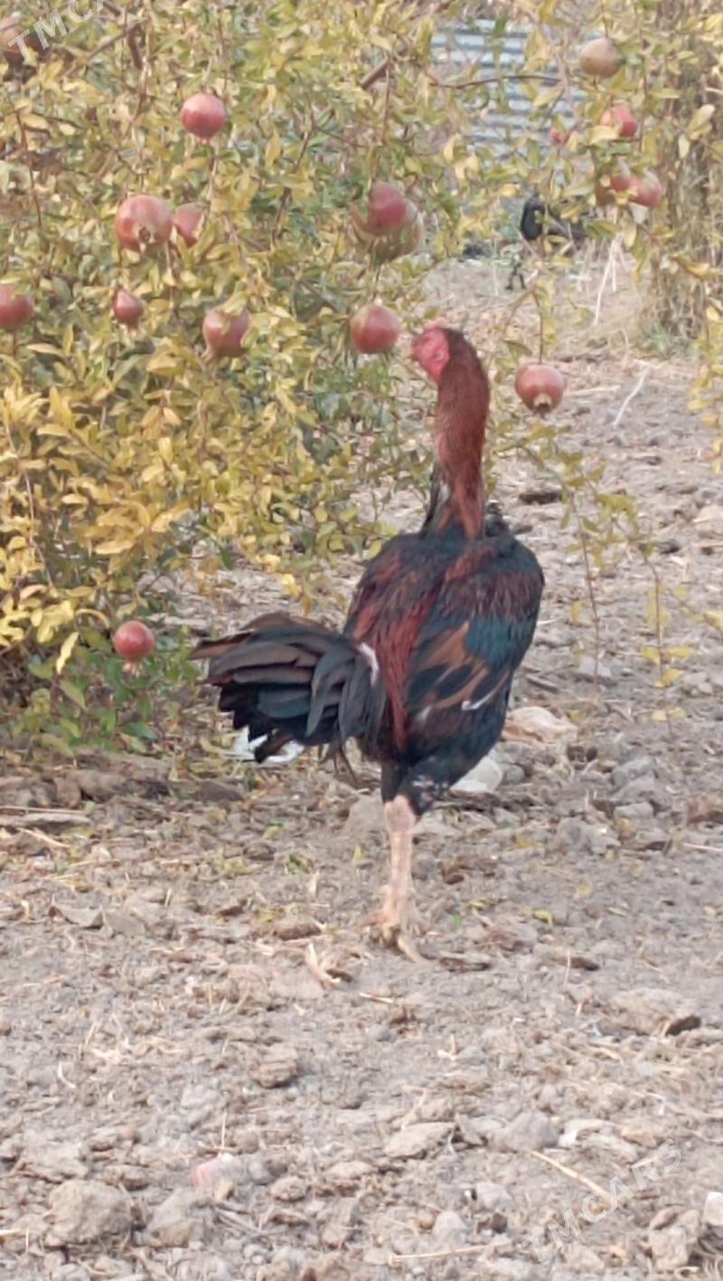 BAÝES HORAZ - Farap - img 3