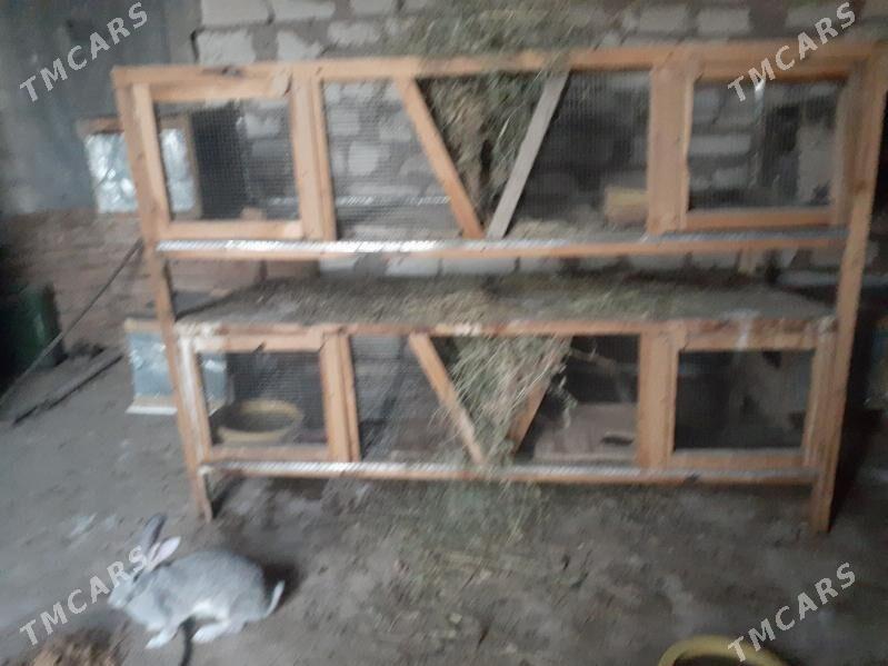 Ketek - Балканабат - img 2