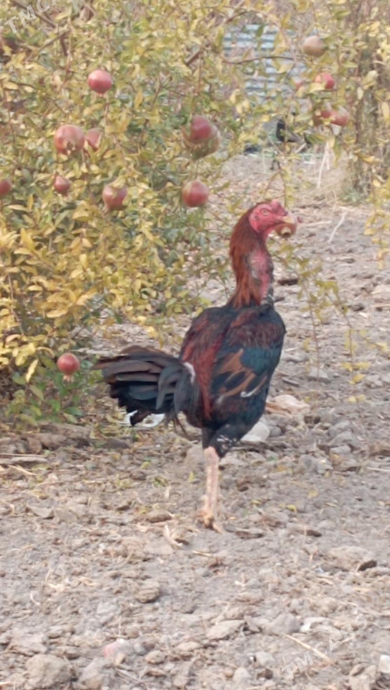 BAÝES HORAZ - Farap - img 2