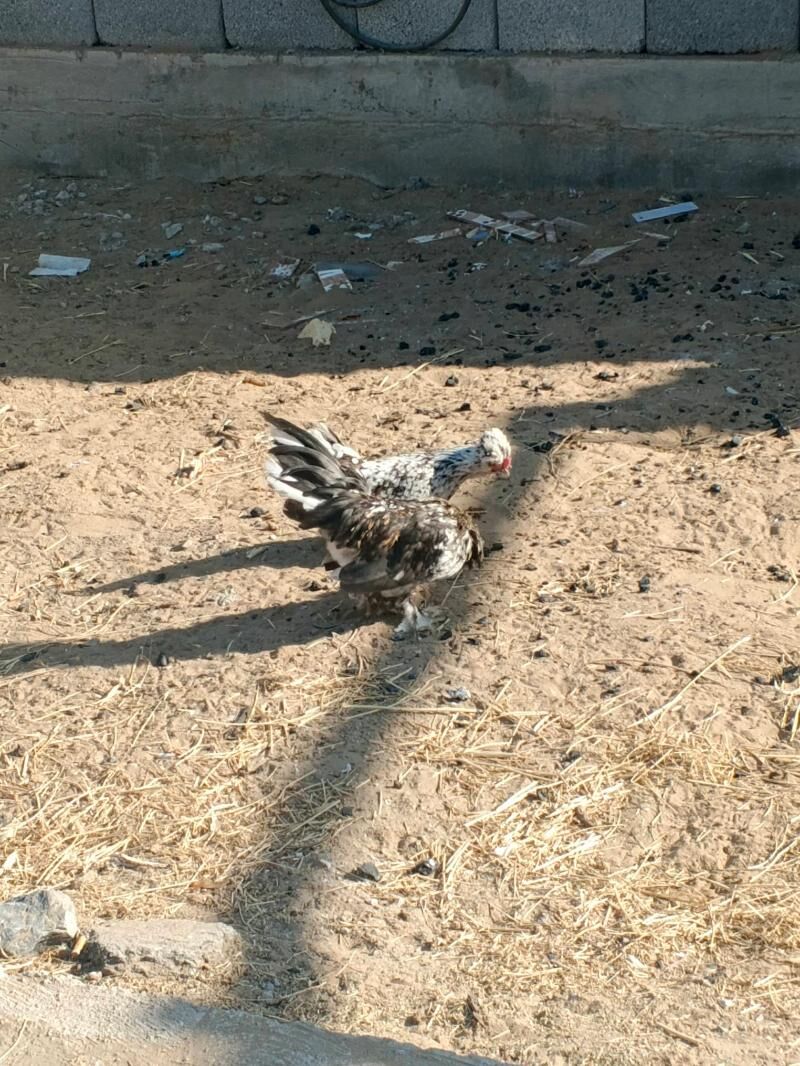 Karlik troyka - Aşgabat - img 4