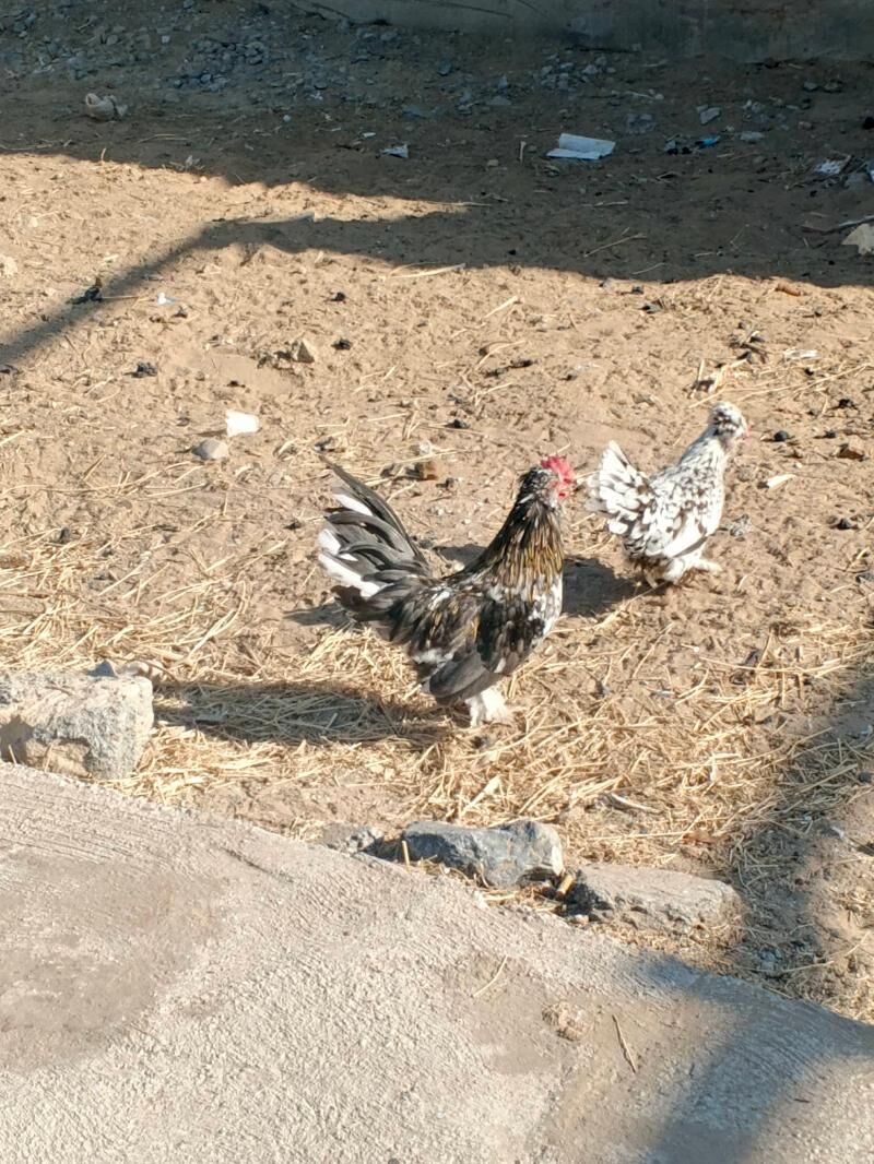 Karlik troyka - Aşgabat - img 5