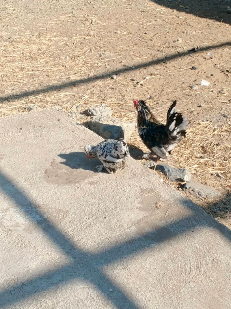 Karlik troyka - Aşgabat - img 6