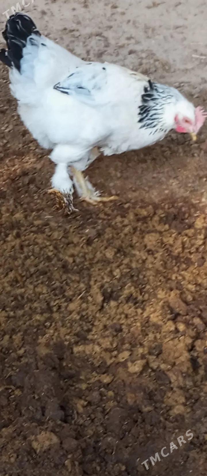 towuk brama - Чарджоу - img 2