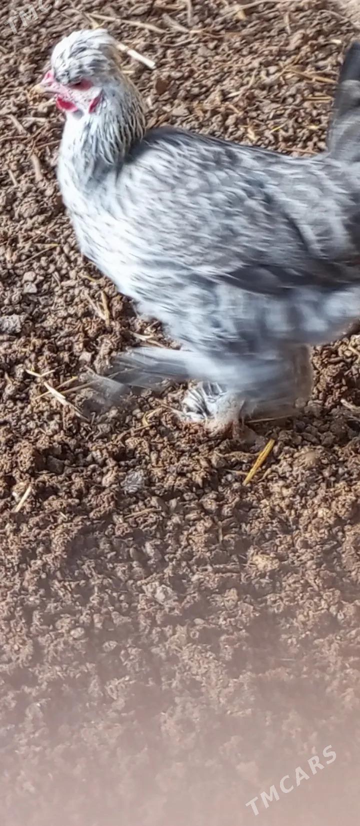 towuk brama - Чарджоу - img 3