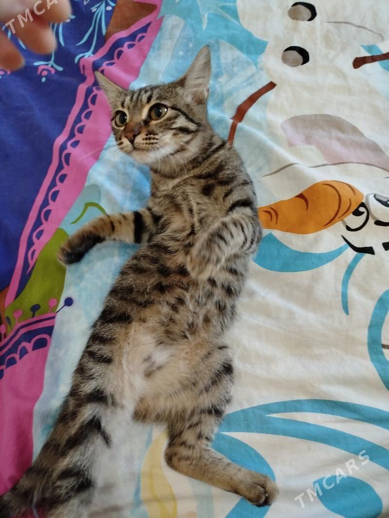 Pişijek - Mary - img 2