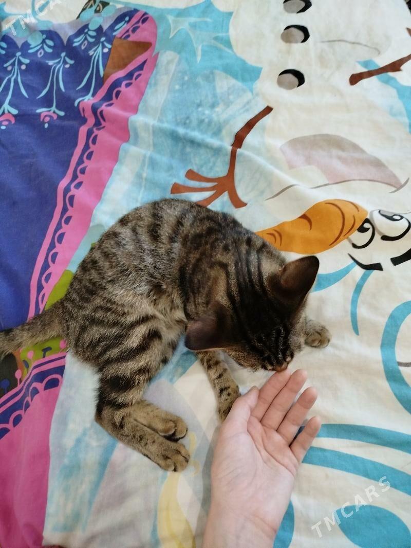 Pişijek - Mary - img 3