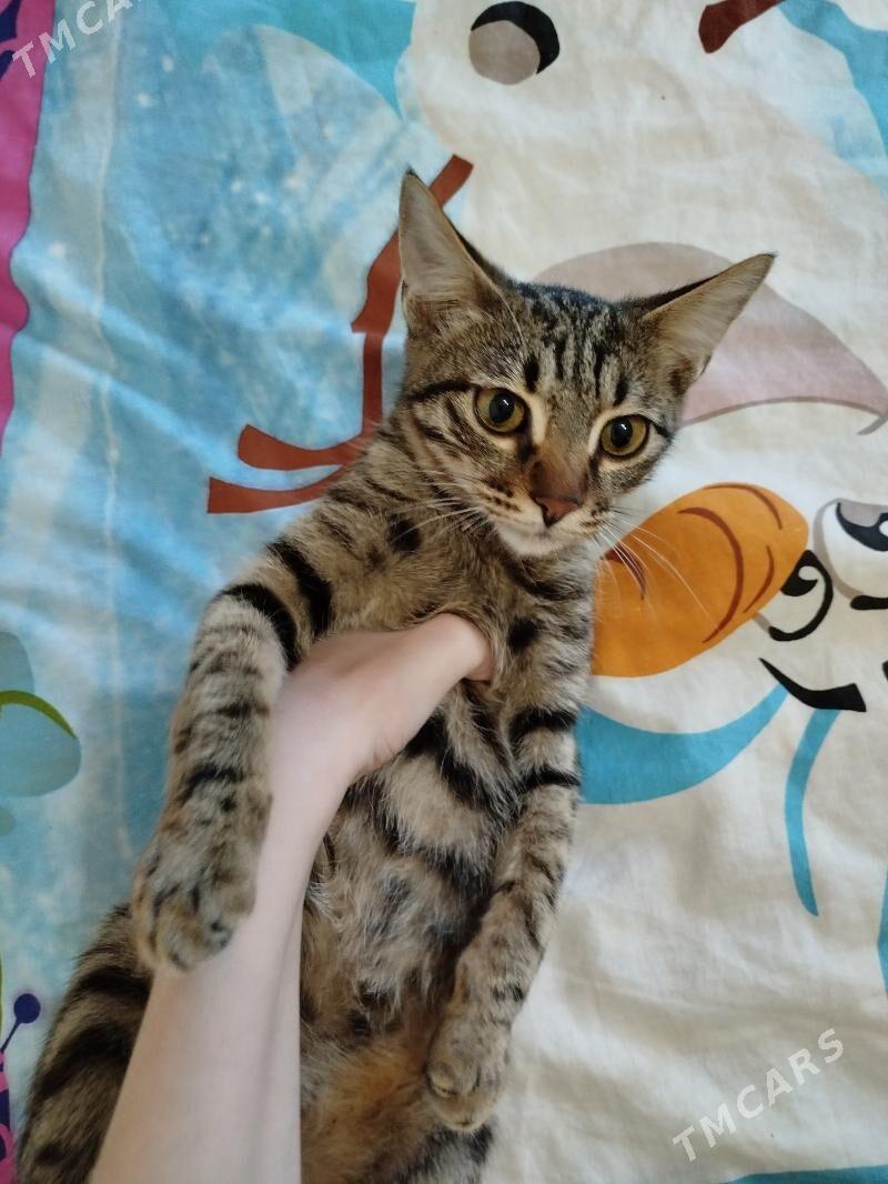 Pişijek - Mary - img 1