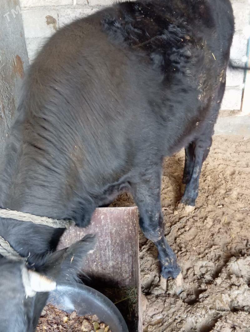 Ökuz - Яшлык - img 1