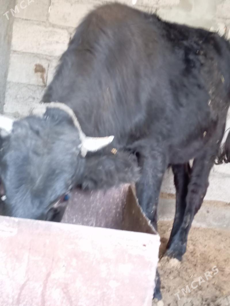 Ökuz - Яшлык - img 2