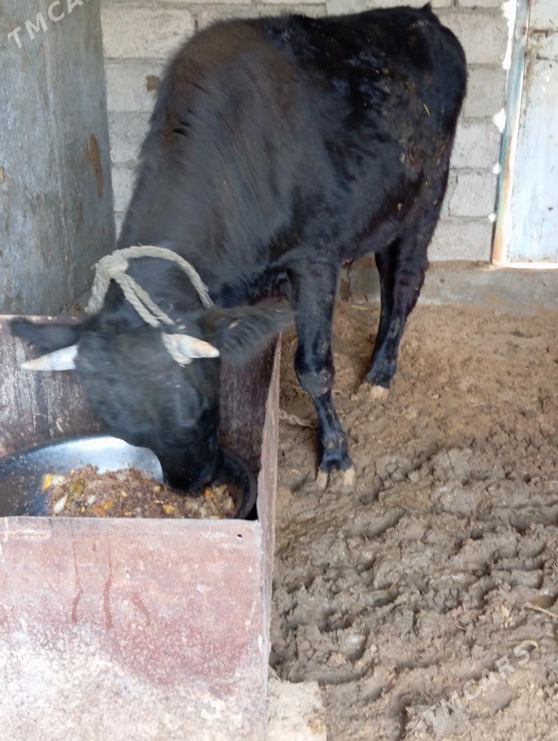 Ökuz - Яшлык - img 3