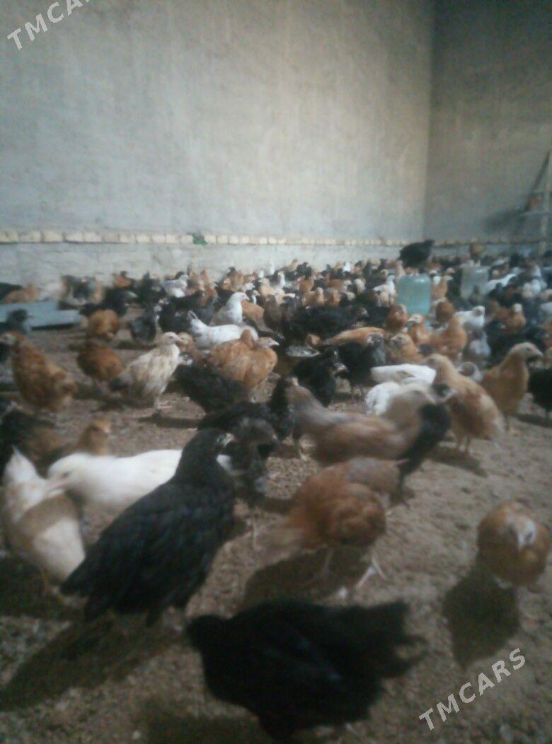 jüje juje - Murgap - img 3