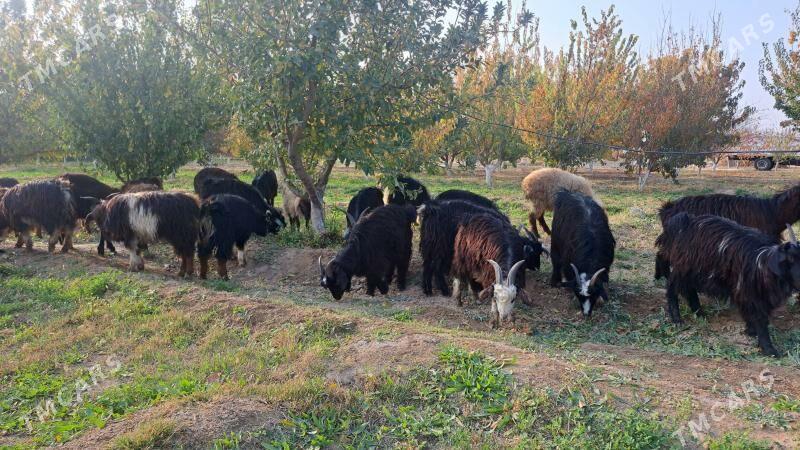 çewiş tokly - Gyzylarbat - img 1