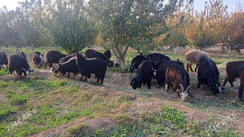 çewiş tokly - Gyzylarbat - img 3