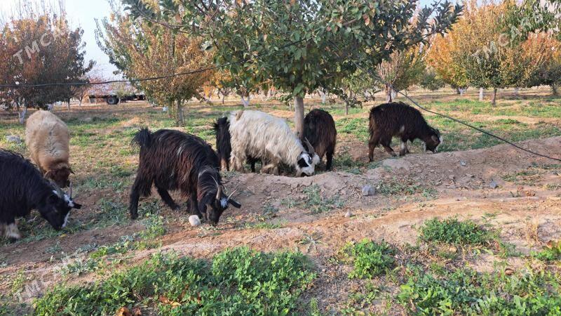 çewiş tokly - Gyzylarbat - img 4