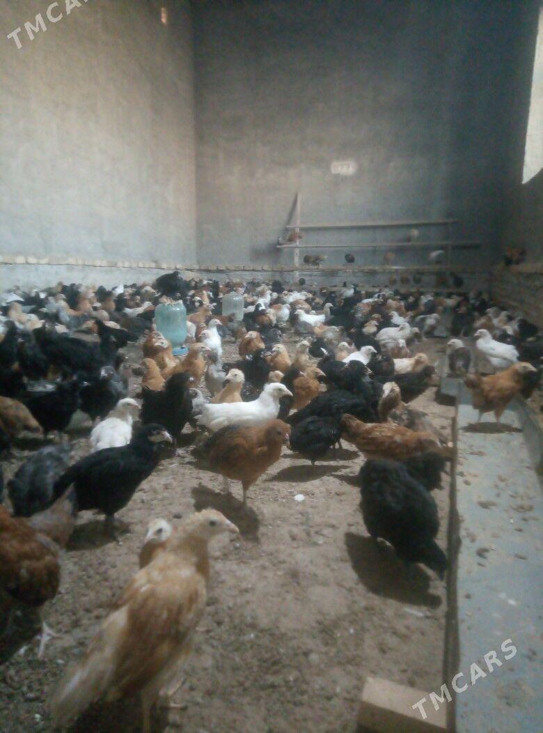 jüje juje - Murgap - img 1