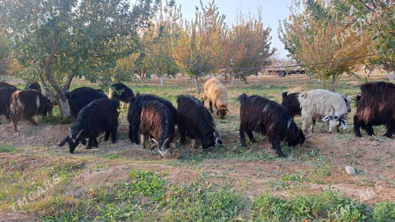 çewiş tokly - Gyzylarbat - img 2