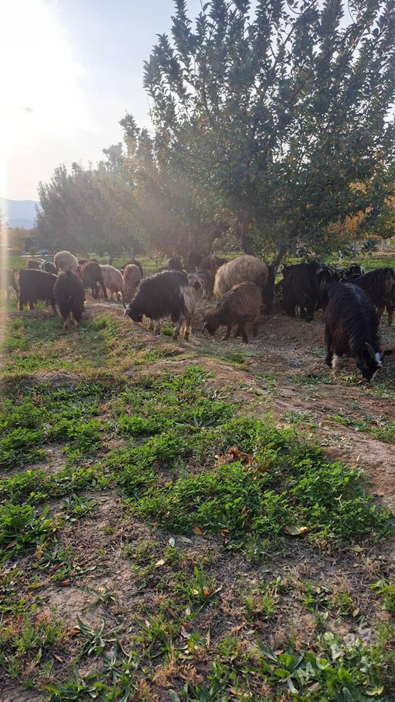 çewiş tokly - Gyzylarbat - img 5