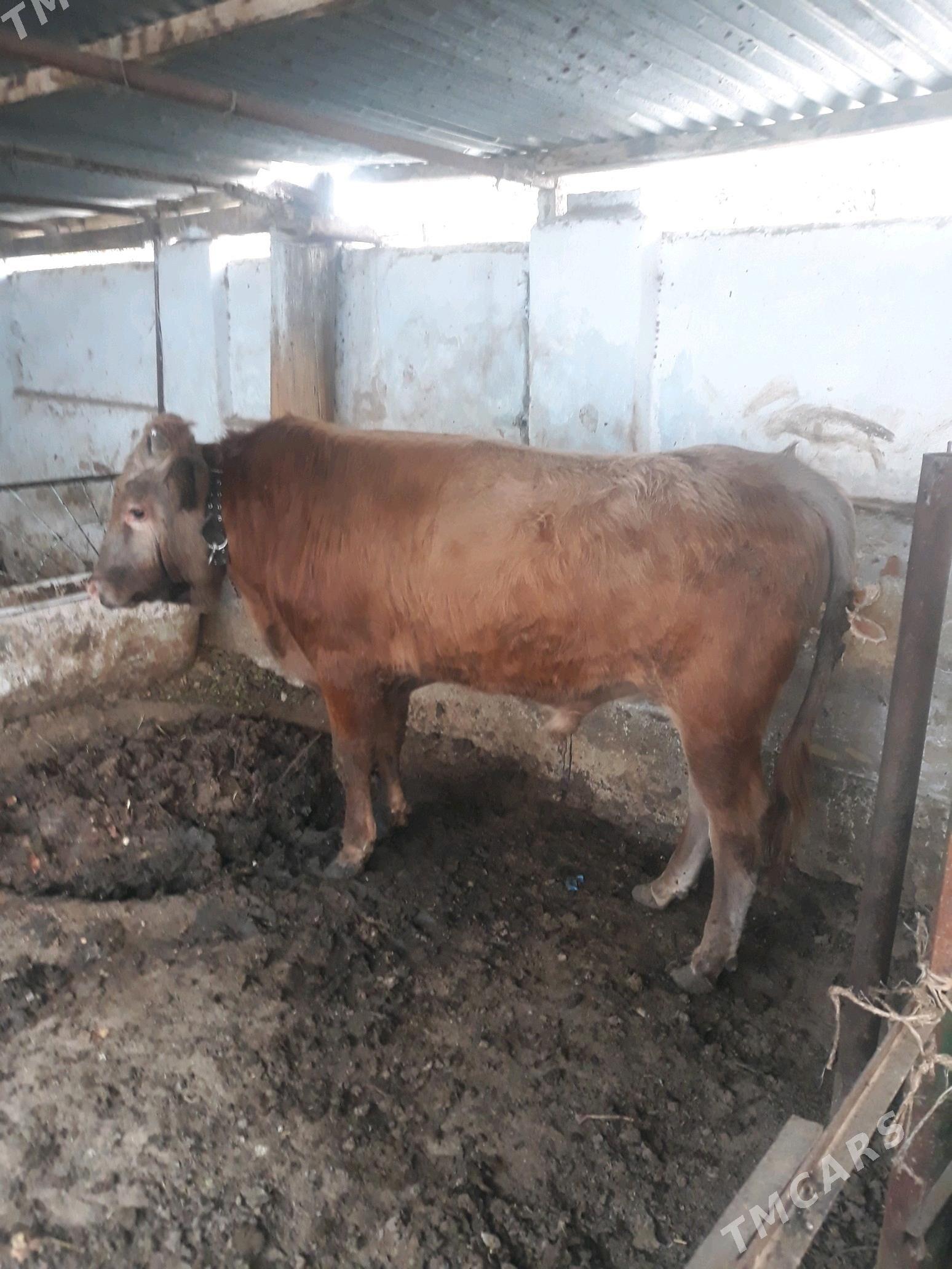 okuz - Анев - img 3