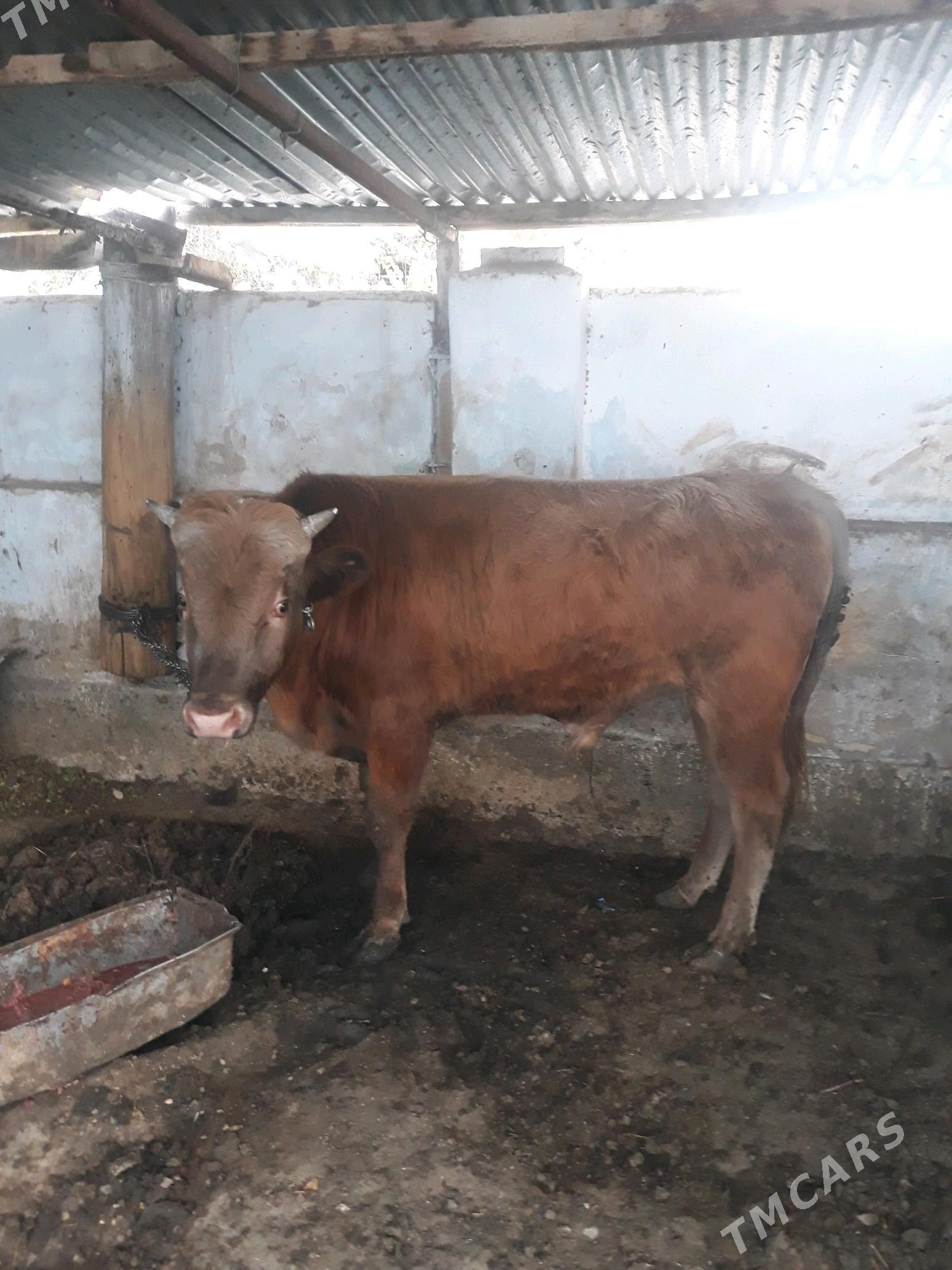 okuz - Анев - img 4