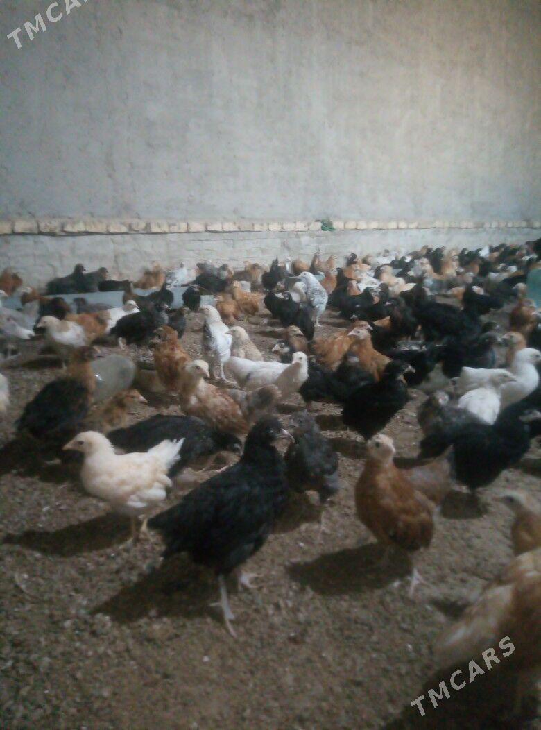 jüje juje - Murgap - img 2