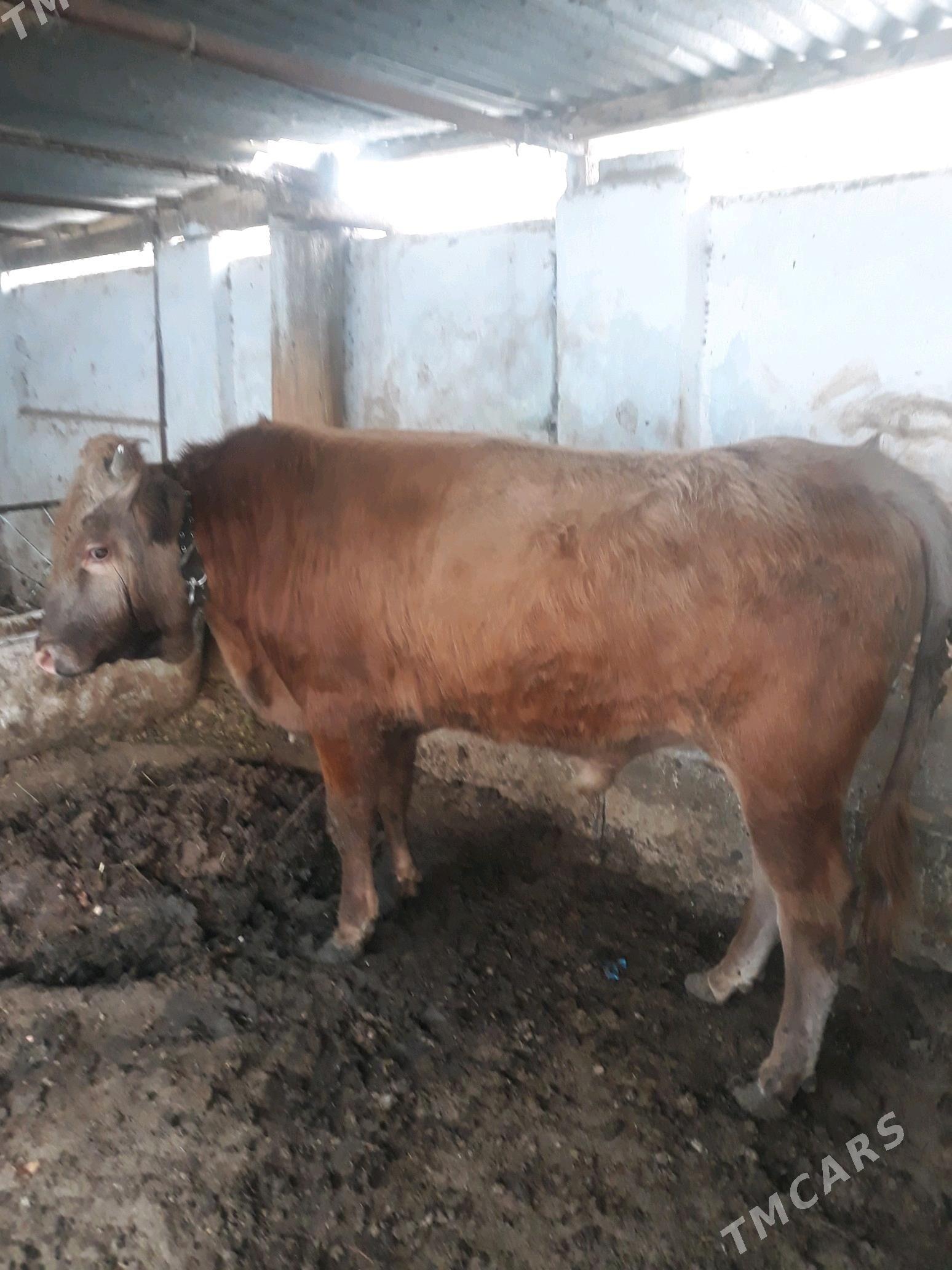 okuz - Анев - img 1