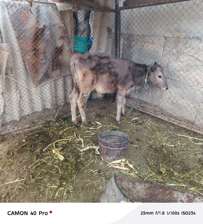 okuz - Гёкдепе - img 1